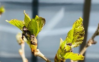 盛开的桑花（颜色多样，风情万种）