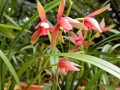春季栽种兰花的技巧（兰花栽种的步骤及关键注意事项）