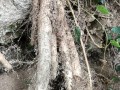 山药种植技巧与方法探究（掌握山药种植的关键步骤，培育出丰收的山药地）