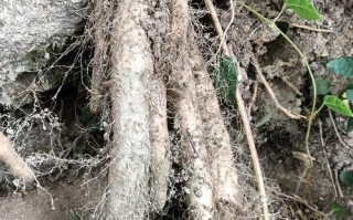山药种植技巧与方法探究（掌握山药种植的关键步骤，培育出丰收的山药地）