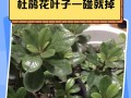 八千代叶子一碰就掉，解决方法大揭秘！（保护叶子健康，轻松应对掉叶问题）