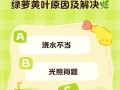 怎样挽救绿萝的枯萎情况（教你养护绿萝，让它再次焕发生机）