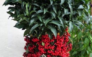 花语吉祥如意（解读代表吉祥如意的花卉及其寓意）
