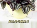 挽救干枯吊竹梅的秘诀（急救方法、养护技巧、悉心呵护）