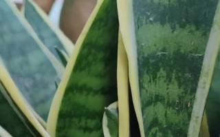 如何科学养护虎皮兰？（如何科学养护虎皮兰？）