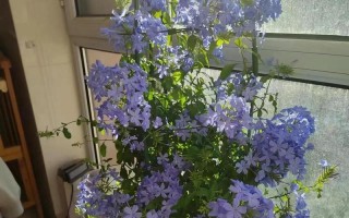 如何正确养护蓝雪花（蓝雪花养护技巧与注意事项）