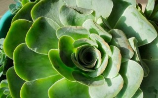 如何培育山地玫瑰侧芽（从侧芽的选择到培育方法，一步步教你养成优秀的山地玫瑰）