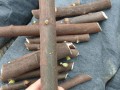 无花果盆栽的扦插方法（以无花果枝条扦插繁殖新苗）
