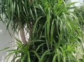 龙须树换盆后的浇水技巧（让龙须树健康成长的小秘密）