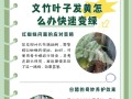 树叶又多又黄的原因及解决方法（揭秘多黄叶树木背后的隐情，了解保护植物健康的正确方式）