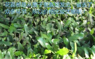 昙花花苗上盆技巧（一步步教你将昙花花苗种植到盆中，打造迷人的花坛）