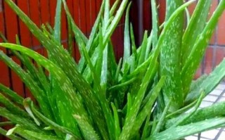 芦荟养护秘籍（芦荟养护的正确方法及常见问题解答）