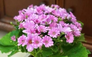 大叶子花的养护之道（打造美丽花园的关键技巧）