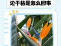 揭秘鹤望兰叶片的油性之谜（神奇的油性叶片，为鹤望兰注入生命力）