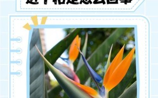 揭秘鹤望兰叶片的油性之谜（神奇的油性叶片，为鹤望兰注入生命力）