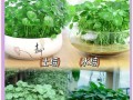 铜钱草种子的种植与养护技巧（打造绿色家居，从铜钱草种子开始）