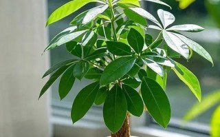 以发财树自动脱盆的方法（让您的发财树自由呼吸，焕发生机）