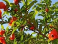 石榴花开的季节与时间（探秘石榴花开花期及鲜花的特点）