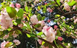 海棠花催花时间和方法（掌握催花技巧让海棠花开得更美）