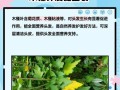 木槿什么时候发芽长叶？（探秘木槿生长的奥秘及关键因素）