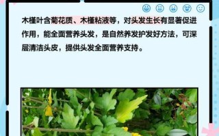 木槿什么时候发芽长叶？（探秘木槿生长的奥秘及关键因素）