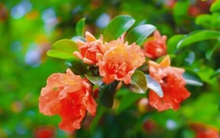 石榴花如何科学浇水？（了解石榴花的喜水程度和浇水要点，让你的石榴花更加茁壮成长！）