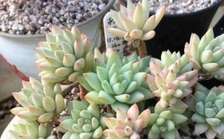 用花生壳来种植多肉（轻松打造绿色家园，花生壳也能变身小绿植）