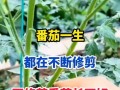 西红柿的授粉过程解析（一棵西红柿如何完成自身授粉？）