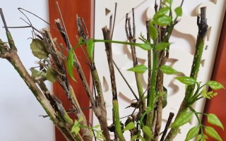 如何正确地为大盆幸福树换土（让您的幸福树更健康，更茂盛）