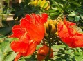 黄壤土的适宜植物种类探析（探寻黄壤土的优越生态特性，带您了解适宜种植的植物种类）