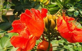 黄壤土的适宜植物种类探析（探寻黄壤土的优越生态特性，带您了解适宜种植的植物种类）