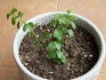 金枝玉叶是否能承受雨淋（解读金枝玉叶的防水性能和保养要点）