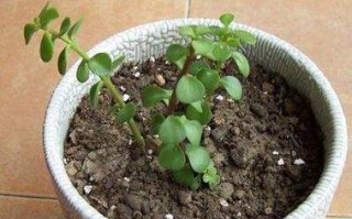 金枝玉叶是否能承受雨淋（解读金枝玉叶的防水性能和保养要点）