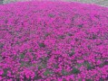 石竹花期多长时间？（探究石竹开花的时间及其影响因素。）