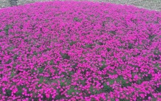 石竹花期多长时间？（探究石竹开花的时间及其影响因素。）