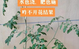 室内种植圣女果（圣女果种植指南，让你在室内也能尝到新鲜甜美的果实）