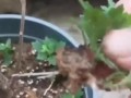 盆景菊花的种植方法（打造美丽的盆景花园，享受花草带来的宁静与欢乐）