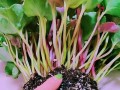 仙客来的种植全指南（掌握仙客来种植技巧，打造绚丽花园）