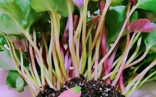 仙客来的种植全指南（掌握仙客来种植技巧，打造绚丽花园）
