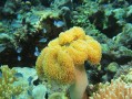珊瑚——海洋动物中的瑰宝（探秘珊瑚的神秘世界，珊瑚不是植物！）