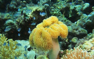 珊瑚——海洋动物中的瑰宝（探秘珊瑚的神秘世界，珊瑚不是植物！）