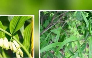 苍术种植指南（选择时机、种植方法与管理技巧）