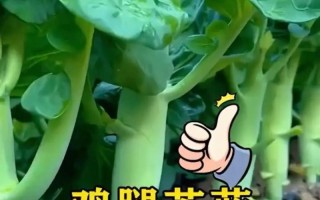芥蓝的种植技巧与注意事项（掌握芥蓝的种植时间，丰收不愁）