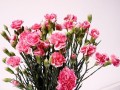 多头康乃馨鲜花的养护指南（打造美丽康乃馨花坛，）