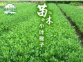 小叶栀子叶子发黄的原因及处理方法（探究小叶栀子叶子发黄的原因并提供相应的处理方法）