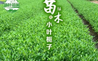 小叶栀子叶子发黄的原因及处理方法（探究小叶栀子叶子发黄的原因并提供相应的处理方法）