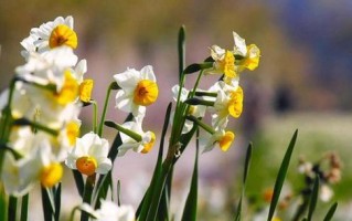 水仙花的冬季管理（水仙花的耐寒性及室外养护技巧）