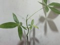 发财树养护全攻略（打造富贵绿色空间，让发财树长得更好）