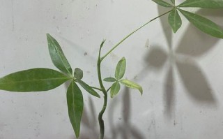 发财树养护全攻略（打造富贵绿色空间，让发财树长得更好）