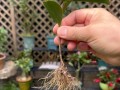 茶花的养护技巧（打造美丽茶花园，从养护开始）